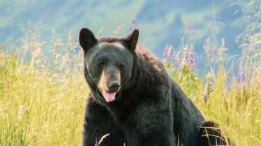 SOS Animaux Alaska 3.jpg