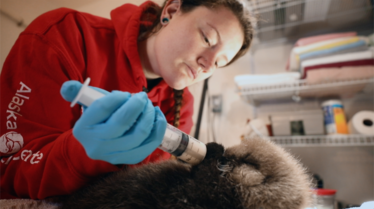 SOS Animaux Alaska 4.png