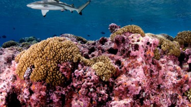 Le Paradis des requins 1.JPG
