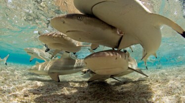 Le Paradis des requins 2.JPG