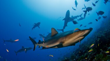 Le Paradis des requins 3.JPG