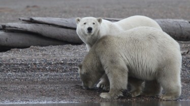 L'Alaska à l'état sauvage 3.jpg