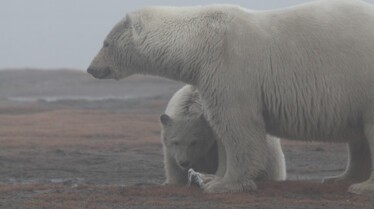 L'Alaska à l'état sauvage 4.jpg