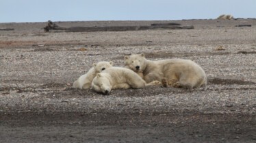 L'Alaska à l'état sauvage 5.jpg