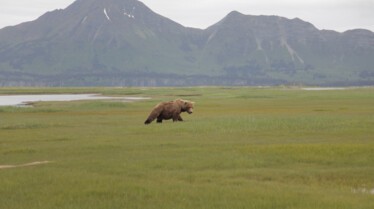 L'Alaska à l'état sauvage 6.jpg