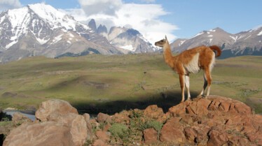 Puma, lion des Andes 2.jpg