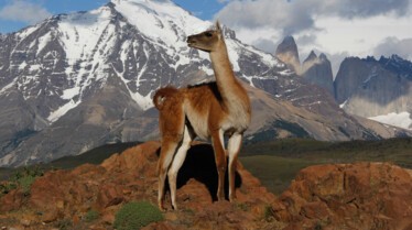 Puma, lion des Andes 7.jpg