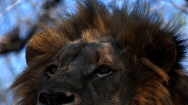 Ma vie avec les lions 6.JPG