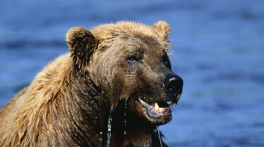 Attack_03_UltimateAnimalCountdown.JPG
