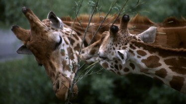 Fighters_04_UltimateAnimalCountdown.JPG