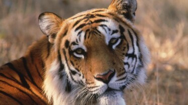 Fighters_05_UltimateAnimalCountdown.JPG