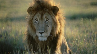 LethalWeapons_02_UltimateAnimalCountdown.JPG