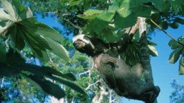Smelliest_04_UltimateAnimalCountdown.JPG