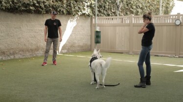 Dog Impossible -La peur au ventre 1.jpg