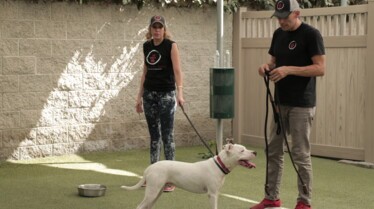 Dog Impossible -La peur au ventre 3.jpg