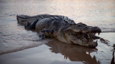 SOS Matt - Crocodiles en fuite 4.jpg