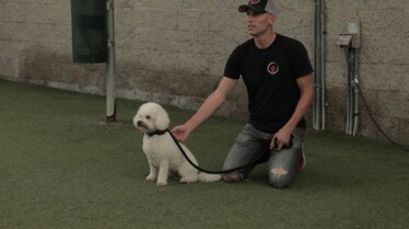 Dog Impossible - Quand Harry rencontre Sari 2.jpg