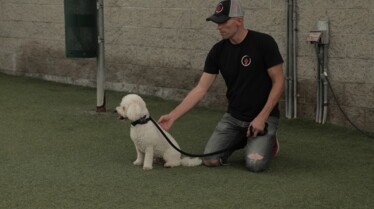Dog Impossible - Quand Harry rencontre Sari 6.jpg