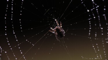 Top 10 des animaux - Armes meurtrières 1.JPG