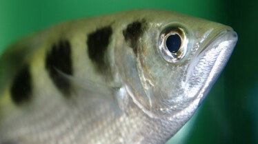 Top 10 des animaux - Armes meurtrières 2.JPG