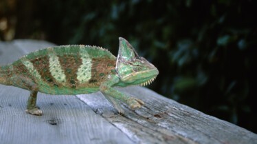 Top 10 des animaux - Armes meurtrières 3.JPG