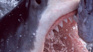 Top 10 des animaux - Armes meurtrières 5.JPG
