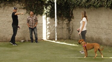 Dog Impossible - Au bord de la catastrophe 1.jpg