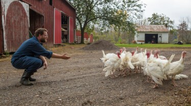 L'incroyable Dr Pol - Les dindes de Thanksgiving 2.jpg