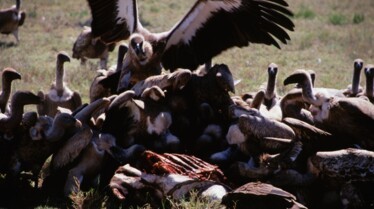 Top 10 des animaux - Odorants 1.JPG