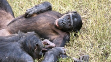 Top 10 des animaux - Bêtes de sexe 2.JPG