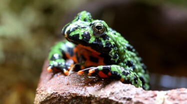 Top 10 des animaux - Bêtes de sexe 3.JPG