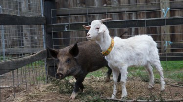 Drôles d'amis - Le Chihuahua et le poussin 3.jpg