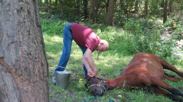 L'incroyable Dr Pol - Athena et Atlas 2.jpg