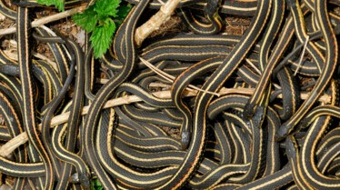 Top 10 des animaux - Bêtes de sexe 1.JPG