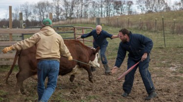 L'incroyable Dr Pol - De gros sabots 1.jpg