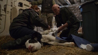 L'incroyable Dr Pol - Une nouvelle recrue 1.jpg