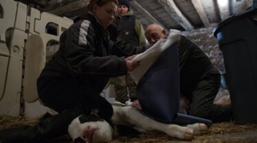 L'incroyable Dr Pol - Une nouvelle recrue é.jpg