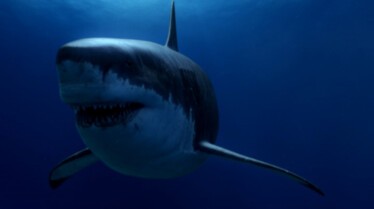 Prédateurs de la Préhistoire - Le requin monstre 2.JPG