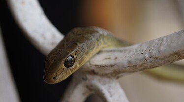 Snakes In The City - Panique en ville 1.jpg