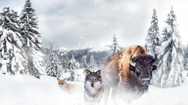 Key Art Wild Winter.jpg