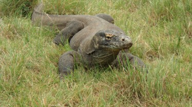 XXL - Komodozilla 1.JPG