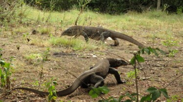 XXL - Komodozilla 3.JPG