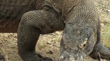 XXL - Komodozilla 4.JPG