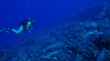 Sharks Attack Saison 7 (1).jpg