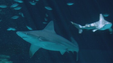 Sharks Attack (3).jpg