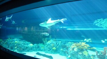 Sharks Attack (4).jpg