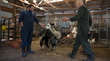 L'incroyable Dr Pol  (6).jpg