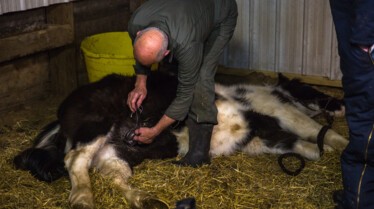 L'incroyable Dr Pol  (4).JPG