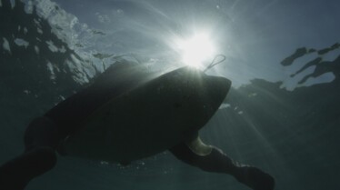 Sharks Attack ! (1).jpg