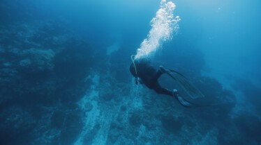 Sharks Attack ! (3).jpg